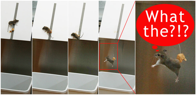 Illustration for article titled Crazy Wireless Camera Flash Setup Captures Mouse, None the Wiser, As It Meets Its Maker